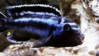 Electric Blue Johanni cichlid Aggressive Malawi Mbuna 4k [upl. by Anura]