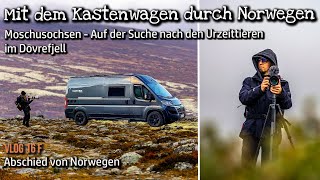 Abreise Norwegen und Moschusochsensuche im Dovrefjell Nationalpark Mit dem Campervan durch Norwegen [upl. by Nyar]