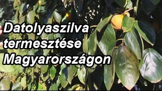 Datolyaszilva termesztése Magyarországon [upl. by Yatnahs519]