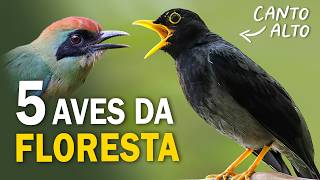 5 AVES da MATA ATLÂNTICA com CANTOS MARCANTES Sabiáuna borralhara e mais [upl. by Eeloj182]