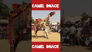 Camel dance india।।chunni wala camel cameldance untkadance [upl. by Tobie]