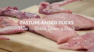 Pastureraised Duck How to Break Down a Duck [upl. by Ulick]