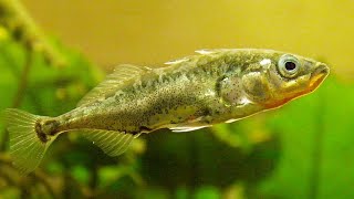 Facts The Stickleback [upl. by Arat206]