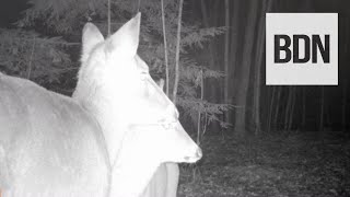 Deer licks other deers face in trail cam video [upl. by Aisel916]