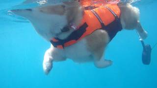 Dog paddle underwater  いぬかき 水中撮影 20110705 GoroWelsh corgi [upl. by Holloway889]