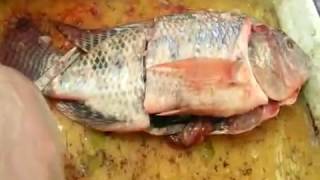 the anatomy of tilapia nilotica  تشريح السمكه البلطي [upl. by Marguerita]