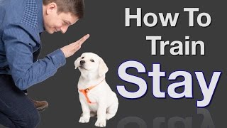 How to Teach your Dog to Stay in 3 Steps Force Free [upl. by Gerita]