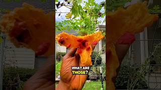 I Grew Superfood Fruits That Look Insane [upl. by Brentt]