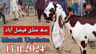 Today Latest Update Faisalabad Bakra Mandi ≡03202074411≡ 13112024 [upl. by Gracie]