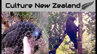 Native New Zealand Bush Birds The Kōkako and Kaka Parrot [upl. by Guss37]