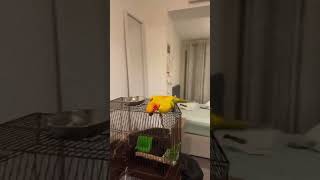 Lets Dance together 🦜conure aratinga birds parrot music dance shorts viralvideo trend [upl. by Bigg504]