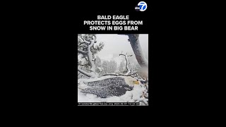 Bald eagle protects eggs from Big Bear snow [upl. by Tranquada]