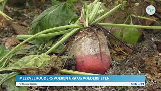 Voederbiet groeide beter dan gras en mais [upl. by Aicul]