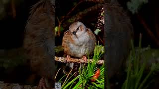 Dunnock singing Jernspurv sang Heckenbraunelle gesang Heggenmus geluid Järnsparv shorts عصفور الشوك [upl. by Ylle860]