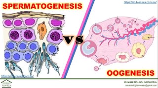 Materi Biologi  Zoologi  Anatomi dan Fisiologi  Perbedaan Spermatogenesis dan Oogenesis [upl. by Ecam]