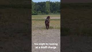 Does this dog look like a bear big newfie newfoundland newfoundlanddog [upl. by Ilrebma]