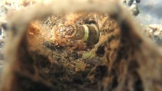 Hydrdopsychid caddisfly feeding [upl. by Annohsat]