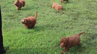 F1B Miniature Goldendoodle Puppies For Sale [upl. by Innig]