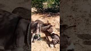 Donkeys ghadha pets animals youtube pleasesubscribe [upl. by Earvin]