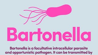 Bartonella Infection Symptoms Diagnosis Treatment Lyme Dr Joseph Burrascano informs [upl. by Renckens]