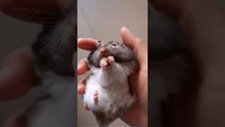 Hilarious and Cute Hamster  Cutest Hamster Eating Nuts shorts [upl. by Naahs]