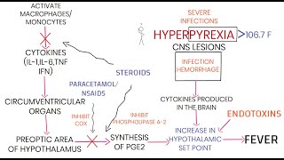 PATHOGENESIS OF FEVER [upl. by Mulloy]