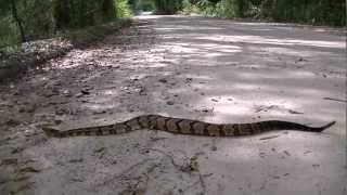 Canebrake Rattlesnake in North Florida [upl. by Arob]