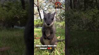 Meet the Wallaby Australias Adorable Jumperquot wildlife animals foryou [upl. by Yenaiv]