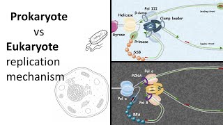 Replication 101 Prokaryotic vs Eukaryotic replication [upl. by Airoled995]