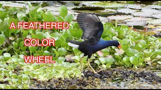 Purple Gallinules NARRATED [upl. by Hnahym]