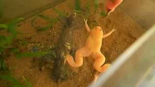 African Clawed Frogs Hand Feeding  Afrikanische Krallenfrösche Fütterung [upl. by Adrahc512]