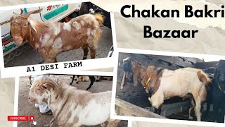 👉Chakan Bakri Bazaar😱 Antique Bakra low price meviralvideo farming bakramandi goatfarming goat [upl. by Iam838]