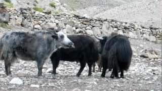 Yak Zanskar shankar 1MOV [upl. by Engeddi]