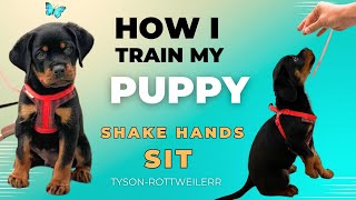 How I Train My Rottweiler Puppy  shakes hands and Sit [upl. by Eidur273]