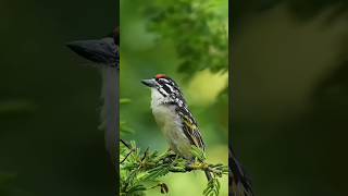 THE REDFRONTED TINKERBIRD Pogoniulus pusillus [upl. by Ingelbert]