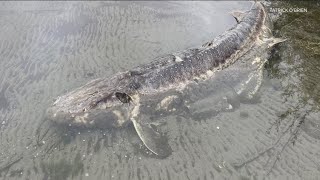 Giant white sturgeon found along Lake Washington [upl. by Eussoj]