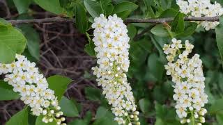 Noxious or Native Common buckthorn Rhamnus cathartica and Chokecherry Prunus virginiana [upl. by Hachmin]