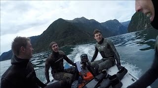 Spearfishing Milford Sound and Dunedin [upl. by Iteerp810]