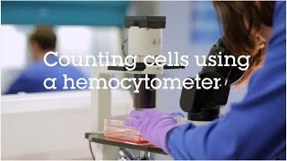 Counting cells using a hemocytometer video protocol [upl. by Anaidni]