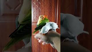 albs 2 handfeed africanlovebirds parakeets birds [upl. by Hcir]