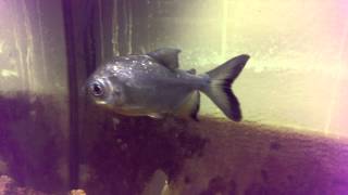 Red Belly Pacu or Common Silver Dollar [upl. by Inglebert]