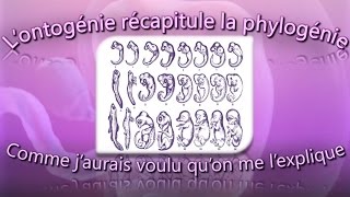 L’ontogénie récapitule la phylogénie comme j’aurais voulu qu’on me l’explique [upl. by Mackintosh969]