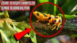 Dünyanın En Ölümcül Hayvanları  En Tehlikeli Hayvanlar [upl. by Turmel343]