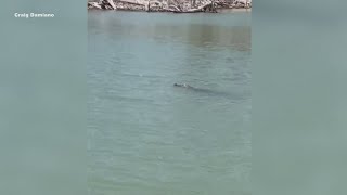 Alligator spotted swimming in Stillhouse Hollow Lake [upl. by Ymereg]