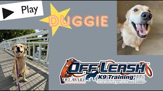 1yo Golden Retriever Duggie  Best Delaware Dog Trainers  Off Leash K9 Training Delaware [upl. by Lello]