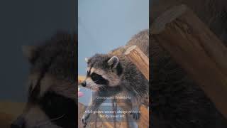 Family Adopts Abandoned Racoon [upl. by Notsae]