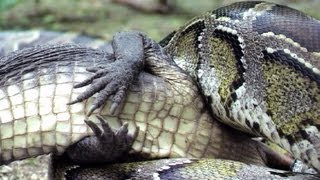 Python eats Alligator 04 Time Lapse Speed x24 [upl. by Eitsirk323]