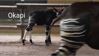 Okapi 20240926／Yokohama Zoological Gardens quotZoorasiaquot ／4K [upl. by Nilre448]