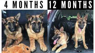 German Shepherd Growing Up 4  12 Months [upl. by Figone]