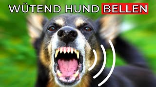 wütend Hund Bellen 🐶 Soundeffekte böse Hunde [upl. by Cirdor]